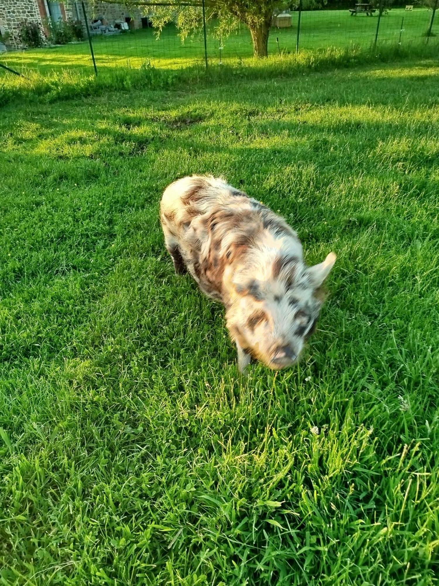 La Ferme D' Emerentine Bacilly Zewnętrze zdjęcie